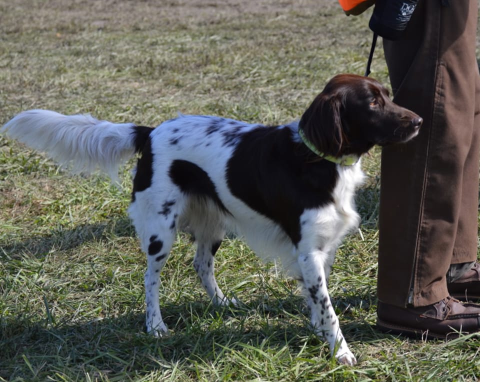 Sláinte! These 16 Dogs Have the Luck of the Irish